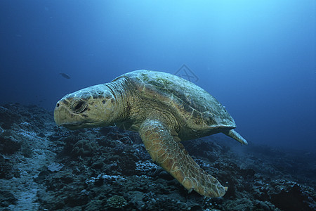 洛格海龟loggerhead 海龟漂浮动物野生动物海洋生物图片