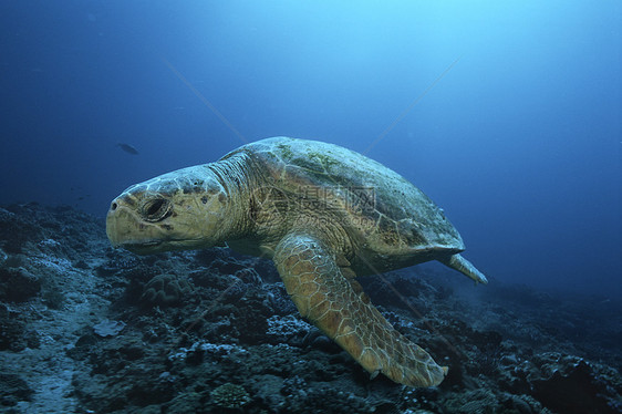 洛格海龟loggerhead 海龟漂浮动物野生动物海洋生物图片