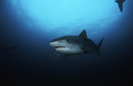 虎鲨水下观测野生动物海洋生物动物图片