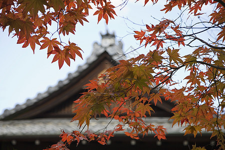 日本京都天juan 寺庙屋顶 前方有日本青树场所叶子建筑学宗教枫树文化前景红色图片
