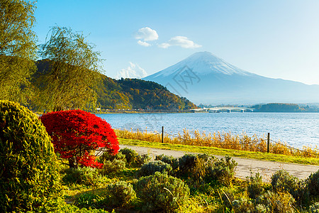 秋秋藤山红色杂草芦苇火山公吨植物草原高清图片