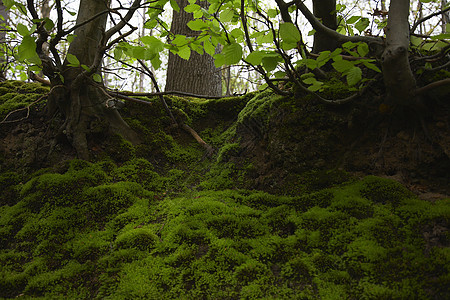 森林中的蚊子树木林地自然世界森林苔藓摄影图片