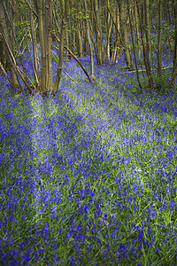 森林中的紫色野花摄影自然世界树木森林林地图片