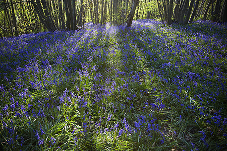 森林中的紫色野花树木森林林地自然世界摄影图片