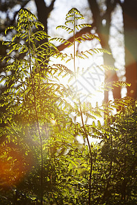 树中的阳光背光射线树木太阳光太阳光线逆光森林光束林地晴天图片
