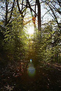 树中的阳光太阳光光束光射线太阳光线林地树木光线自然世界背光晴天图片