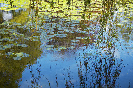 Lily Pad 覆盖的池塘荷叶摄影自然世界生命平静分支机构植物风景场景柳属图片
