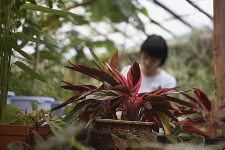 温室中施肥植物图片