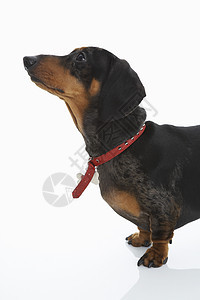 Dachshund 穿戴红领小狗主题犬类家养狗孤独犬科影棚家犬哺乳动物宠物图片
