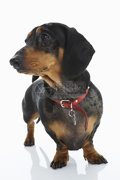 Dachshund 穿戴红领影棚主题家养狗犬类哺乳动物工作室小狗宠物孤独猎犬图片