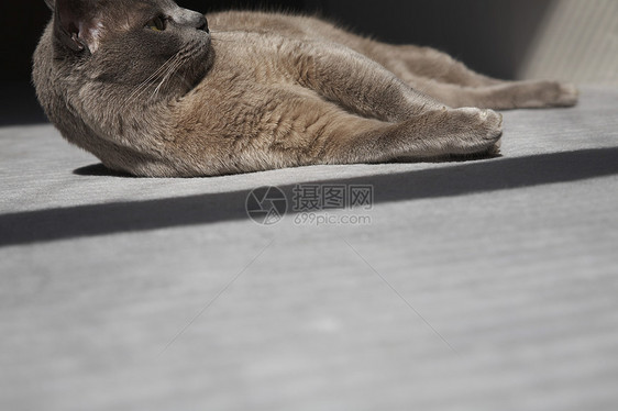 在阳光下铺在地板上的猫射线猫科说谎阴影孤独光束光线哺乳动物太阳光线动物图片