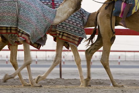 迪拜UAE UAE 在骆驼训练期间的骆驼运动赛道动物骑师竞赛背景图片