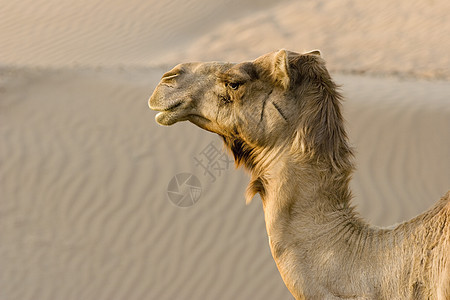 UAE 迪拜UAE 在迪拜以外的沙漠中特写骆驼头背景图片