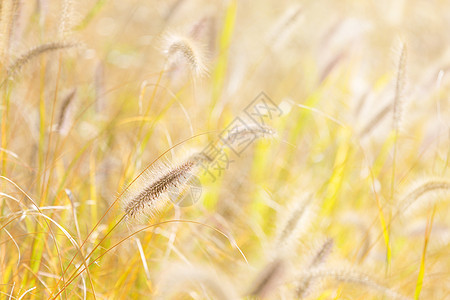Reed和阳光季节杂草草地日落稻草天空芦苇太阳荒野植物图片