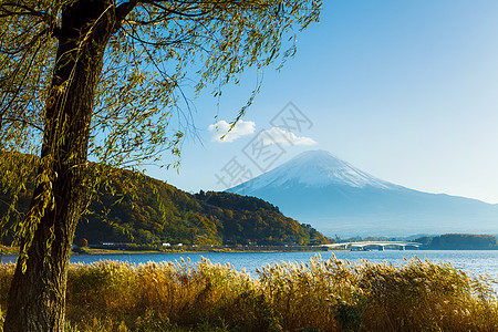 富士山和湖公吨杂草稻草植物芦苇花园顶峰火山高清图片