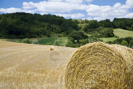 实地的Haybales干草农业收成乡村场地背景图片