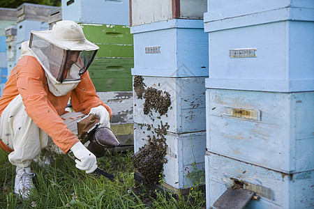 养蜂员 传蜂箱蜂房乡村蜜蜂爱好衣服中年男人养蜂业昆虫服饰图片