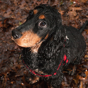 雨中的狗猎犬毛皮犬类动物小狗影棚宠物纯种狗家畜图片