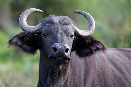 好奇水牛城牛角耳朵毛皮喇叭眼睛警报动物棕色野生动物野牛图片