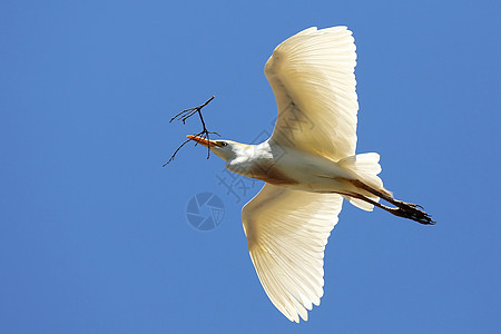 Egret 与Twig搭乘飞行自由荒野白色嵌套羽毛白鹭材料枝条航班白鸟图片