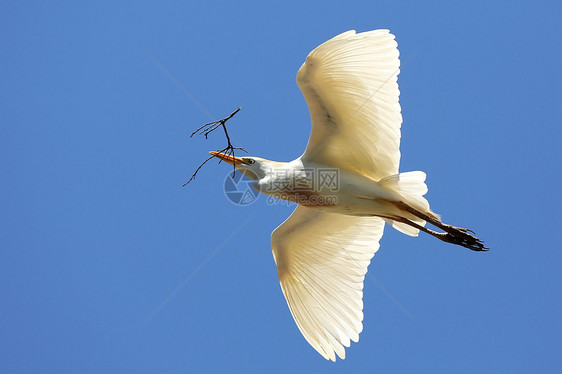 Egret 与Twig搭乘飞行自由荒野白色嵌套羽毛白鹭材料枝条航班白鸟图片