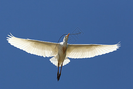 Egret 与Twig搭乘飞行白色蓝色动物嵌套材料野生动物白鸟航班枝条白鹭图片