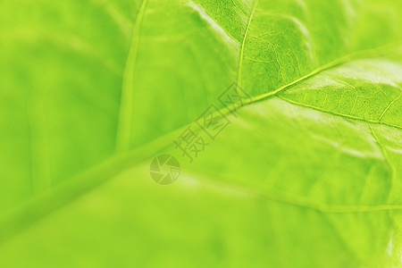 绿叶纹理环境不对称宏观绿色静脉植物图片