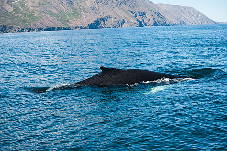 鲸鳍鲸鱼弓步驼峰脚蹼荒野濒危身体海浪海洋哺乳动物图片