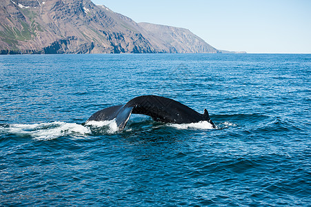鲸鳍脚蹼捕鲸动物海洋海浪蓝色荒野须鲸驼峰弓步图片