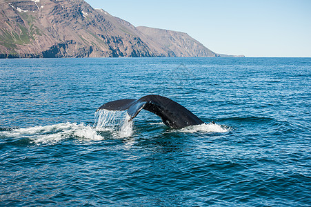 鲸鳍海浪脚蹼须鲸鲸鱼捕鲸野生动物蓝色荒野濒危身体图片