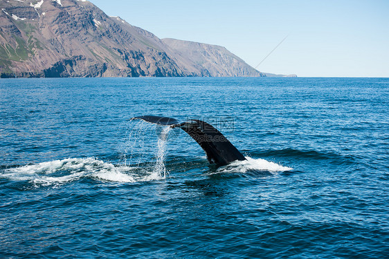 驼背鲸鳍身体弓步动物荒野濒危野生动物海浪捕鲸哺乳动物须鲸图片