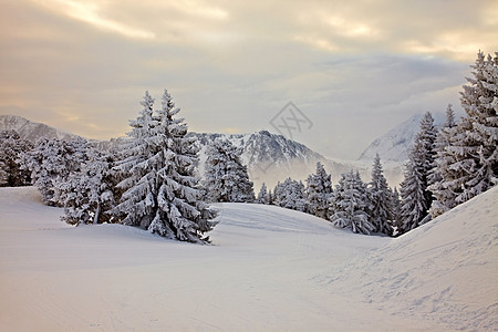冬季森林场景环境风景薄雾松树冻伤滑雪树木爬坡冻结图片