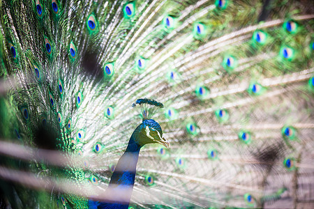 羽毛出场的好孔雀尾巴热带脖子眼睛活力展示男性野生动物鸡冠花野鸡图片