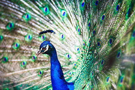 漂亮的孔雀 羽毛散出蓝色眼睛热带活力脖子尾巴野生动物男性野鸡鸡冠花图片