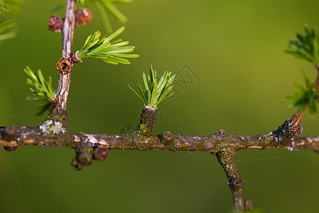 欧洲有锥形的拉链花叶锥体野生动物植物群季节场景植物针叶树森林树叶墙纸图片