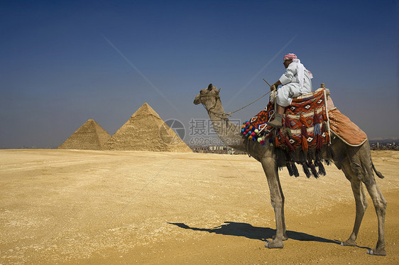 伟大的金字塔地标骆驼文化建筑学运输动物文明历史性废墟场景图片