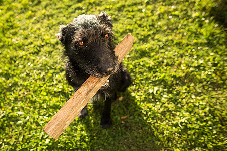 用木头玩的可爱狗狗黑色动物朋友小狗毛皮白色猎犬爪子头发宠物图片