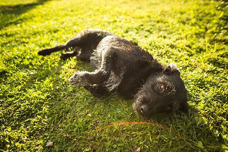 躺在草地上的可爱狗狗小狗猎犬头发朋友动物爪子毛皮宠物黑色院子图片