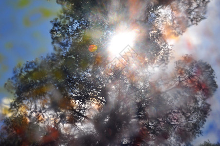 日光涂漆彩色树枝图片
