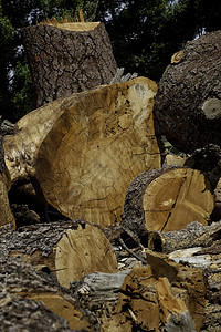 伐木木原图片