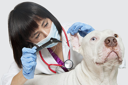 女兽医在灰色背景下检查狗耳朵耳部图片