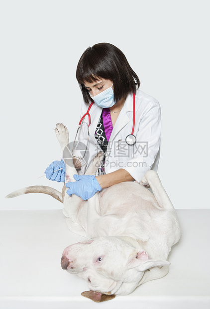 女性兽医清洁狗受伤时用灰色本底的棍球打扫犬图片