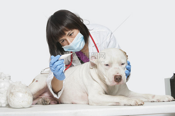 女性兽医检查灰色本底狗的体温女兽医检查卫生医疗哺乳动物医生白大褂程序桌子外套面具黑发图片