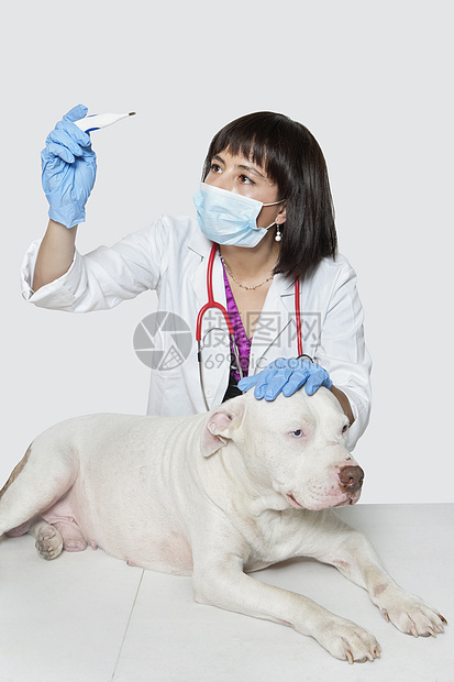 女性兽医检查灰色本底狗的体温女兽医检查中年动物生命体征黑发医疗中年人宠物程序哺乳动物影棚图片