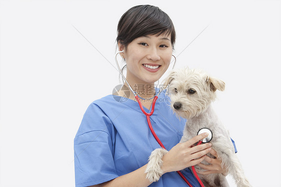 亚洲女兽医在灰色背景下检查狗的肖像图片