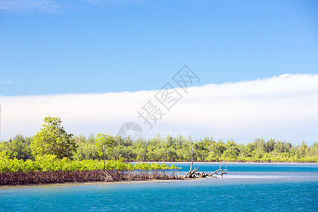 红树林森林海岸天堂日志假期浮潜珊瑚海洋海岸蓝色公园热带图片