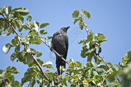 乌尔韦吉安卡伊寒鸦照片花园黑鸟地面蓝色动物荒野大道栖息地图片