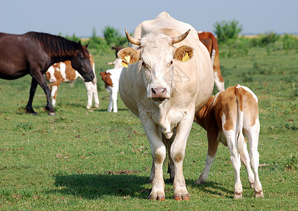 牧草上的牛和牛牛牧场小牛家畜农业绿色乳房牛奶棕色乡村农村背景图片