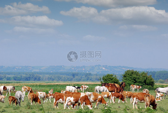 牧草上的牛群草地乡村农场国家动物蓝色绿色风景牧场季节图片