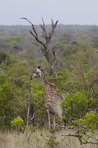 非洲林地的Giraffe站动物野生动物主题保护区图片